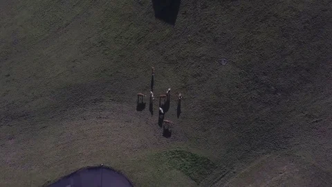 Zoom in ih the group cows on the green lawn birdeye view - Top Down Aerial Stock Footage 83837163