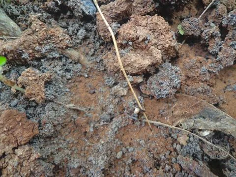 Zoom in on the image of the soil Foto stock