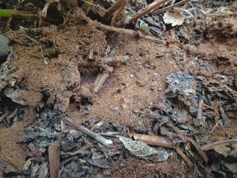 Zoom in on the image of the soil Stock Photos