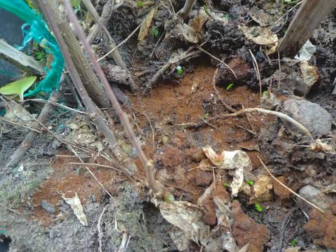 Zoom in on the image of the soil Stock Photos