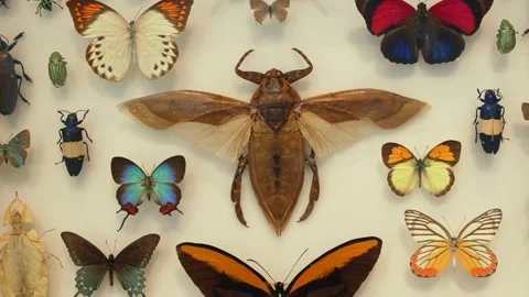Zoom insect shadow box  butterflies Stock Footage 154522298