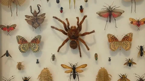 Zoom insect shadow box tarantula butterflies Stock Footage 154522319