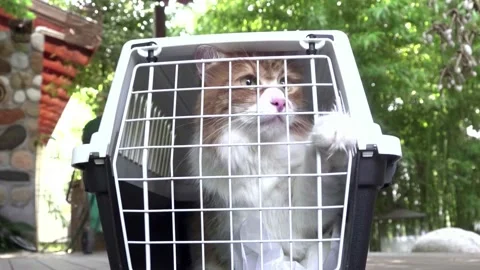 Zoom to the jailed cat looks calm in pet bag carrier. Stock Footage