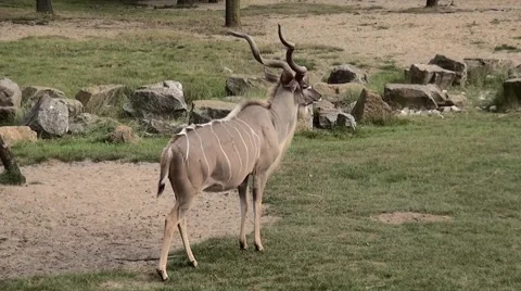 Zoom In to the Kudu. Stock Footage 68734128