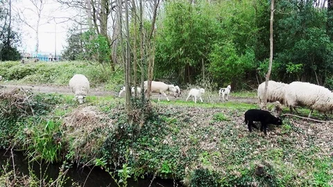 Zoom In on the lambs Stock Footage 105561375