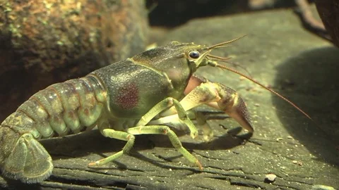 Zoom in large crayfish on river bottom Stock Footage 92876044