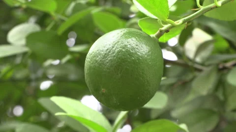 Zoom on a large lime hanging from a lemon tree branch Stock Footage 157836208