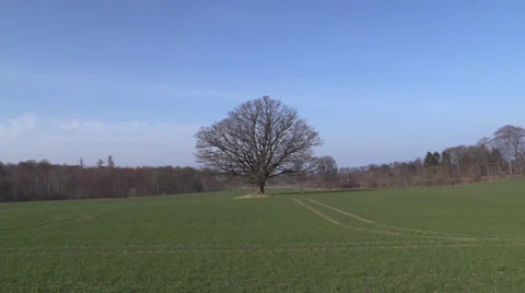Zoom-in on large, old leafless common oak on green field in spring Stock-Footage 36030906