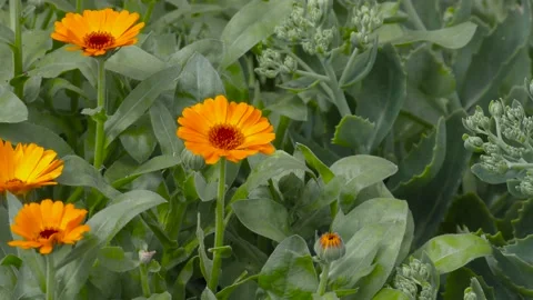Zoom a large orange flower. B-roll for insertion Stock Footage 156399645