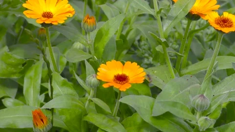 Zoom a large orange flower. B-roll for insertion Stock Footage 156399671