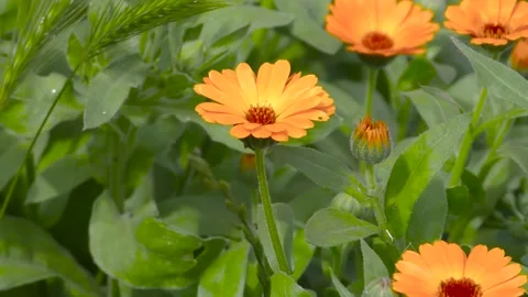 Zoom a large orange flower. B-roll for insertion Stock-Footage 156399684