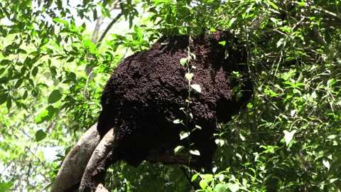 Zoom in on a large termite mound installed on a branch on a tree  jungle. Stock Footage 157701006