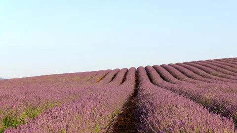 Zoom in of lavender field in Spain Stock Footage 168326042