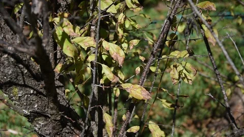 Zoom in of leaves on branches in HD. Stock Footage
