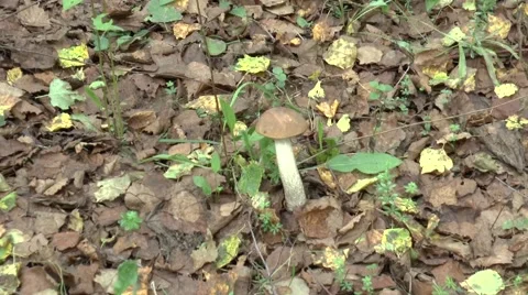 Zoom of Leccinum mushroom in forest Stock Footage