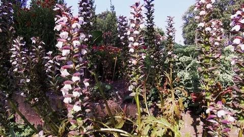 Zoom In on lely Video stock 120057087