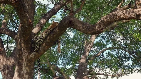Zoom in to leopard sleeping in shaded tree top branch on sunny day Stock Footage 303875187