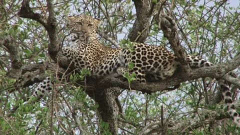 Zoom in of leopard on a tree looking at the camera Stock Footage 80961314