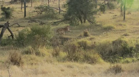 Zoom in on lions Video stock 11140464