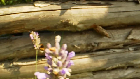 Zoom In Macro Shot of Bumblebee Flying Around Lavender Flower Video stock 126554969