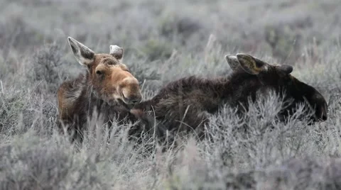 Zoom in on male and female moose laying down together in sagebrush Stock Footage