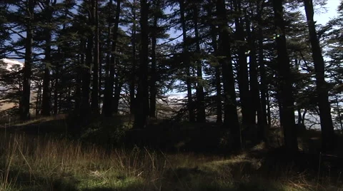 Zoom in mountain behind trees Stock Footage 58209682