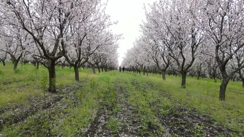 Zoom, moving frame of the couple walking happily in the flowery and green Stock Footage 157762655