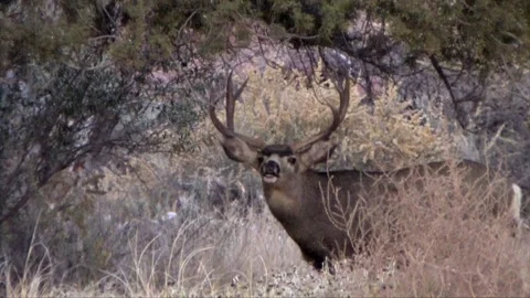 Zoom in on mule deer buck doing flehmen-grainy low light-historical Stock Footage 228825379