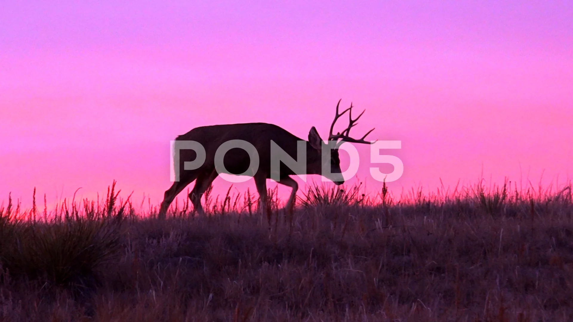 Mule Deer Sunset Stock Photo