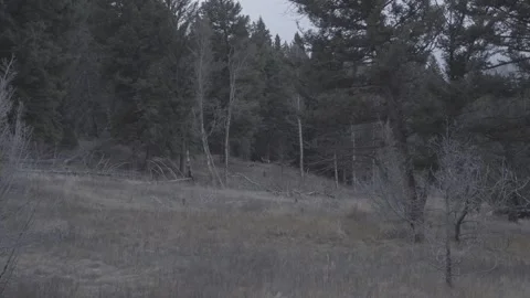 Zoom in on mule deer on edge of trees 스톡 동영상 310534879