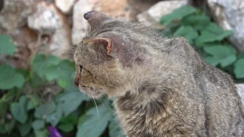 Zoom in muzzle of a street cat with torn ears Stock Footage 155113666