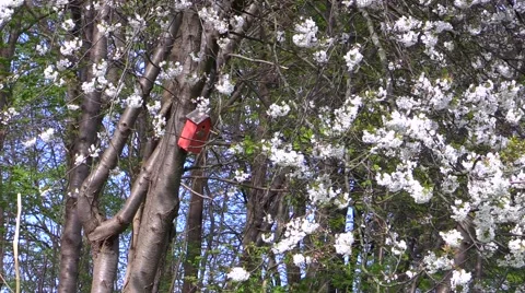 Zoom-in on nest box on flowering tree in the bird sanctuary at Rungstedlund Video stock 49659406