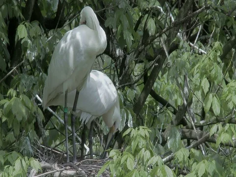 Zoom in on a nest in a nesting Eurasian spoonbill (Platalea leucorodia) colony. Video stock 74783872