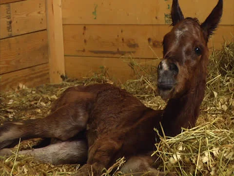 Zoom In on Newborn Foal Video stock 24262085