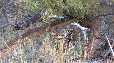 Zoom in on Nice Buck Courting a Doe in Riparian Habitat Stock Footage 49642883