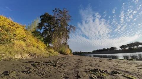 Zoom into oak tree time lapse Stock Footage 290469722