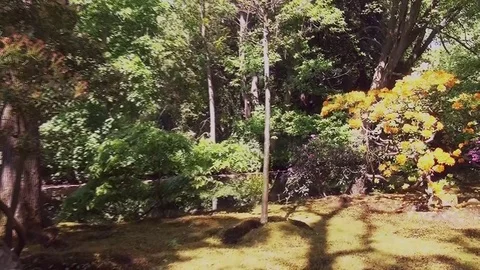 Zoom In on the orange Azalia's. Video stock 91254865