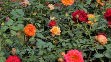 Zoom in orange rose. Video stock 86126042