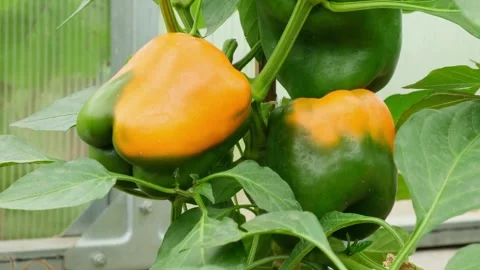 Zoom in organic bell pepper that ripens from green to yellow color Stock Footage 281815370