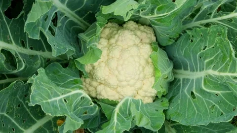 Zoom in organic cauliflower growing in the vegetable garden, top view Stock Footage 314176804