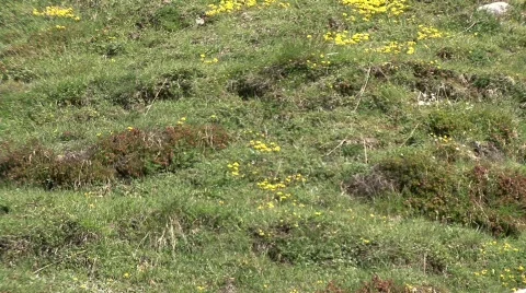 Zoom out alpine meadow Stock-Footage 532662