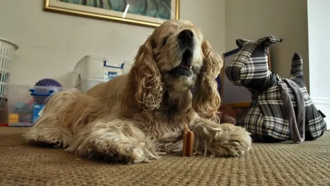 Zoom out American Cocker Spaniel chewing slow motion 4K Stock Footage 197343115
