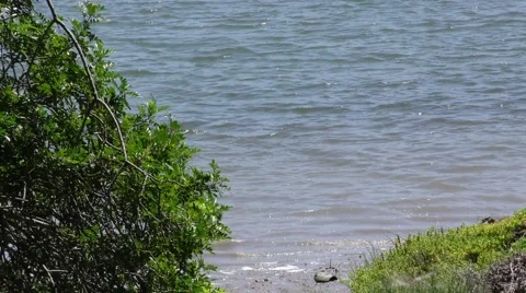 Zoom out another zoom of Small waves breaking on a muddy sand shore Video stock 67557886