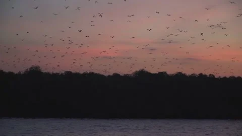 Zoom out bats 库存影片 147101400