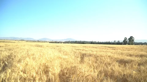 Zoom out Beautiful view of a wheat farm land in Ethiopia Stock Footage 109277080
