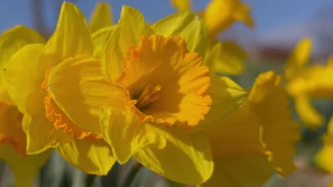 Zoom Out from Beautiful Yellow Daffodil Flowers in Spring Stock Footage 334678084