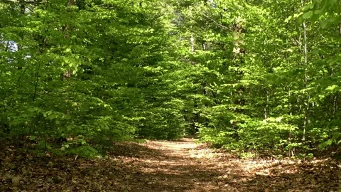 Zoom out: Beech tree leaves moving in the wind, path in the forest Stock Footage 76772120