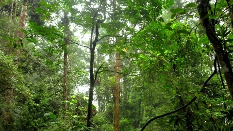 Zoom Out of Big Tree in Tropical Forest. Sukabumi, Indonesia Video stock 245960064