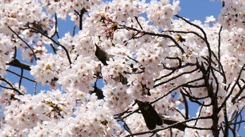 Zoom out from a bird nesting in blooming cherry blossoms. Stock Footage 61633991