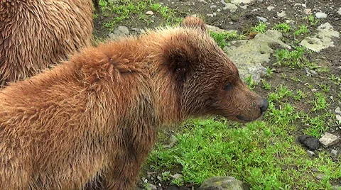 Zoom Out on Brown Bear Cub and Sow Stock Footage 50596237